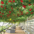 Plant Growth 4cpa Regulator Promote Fruit Set Rambutan